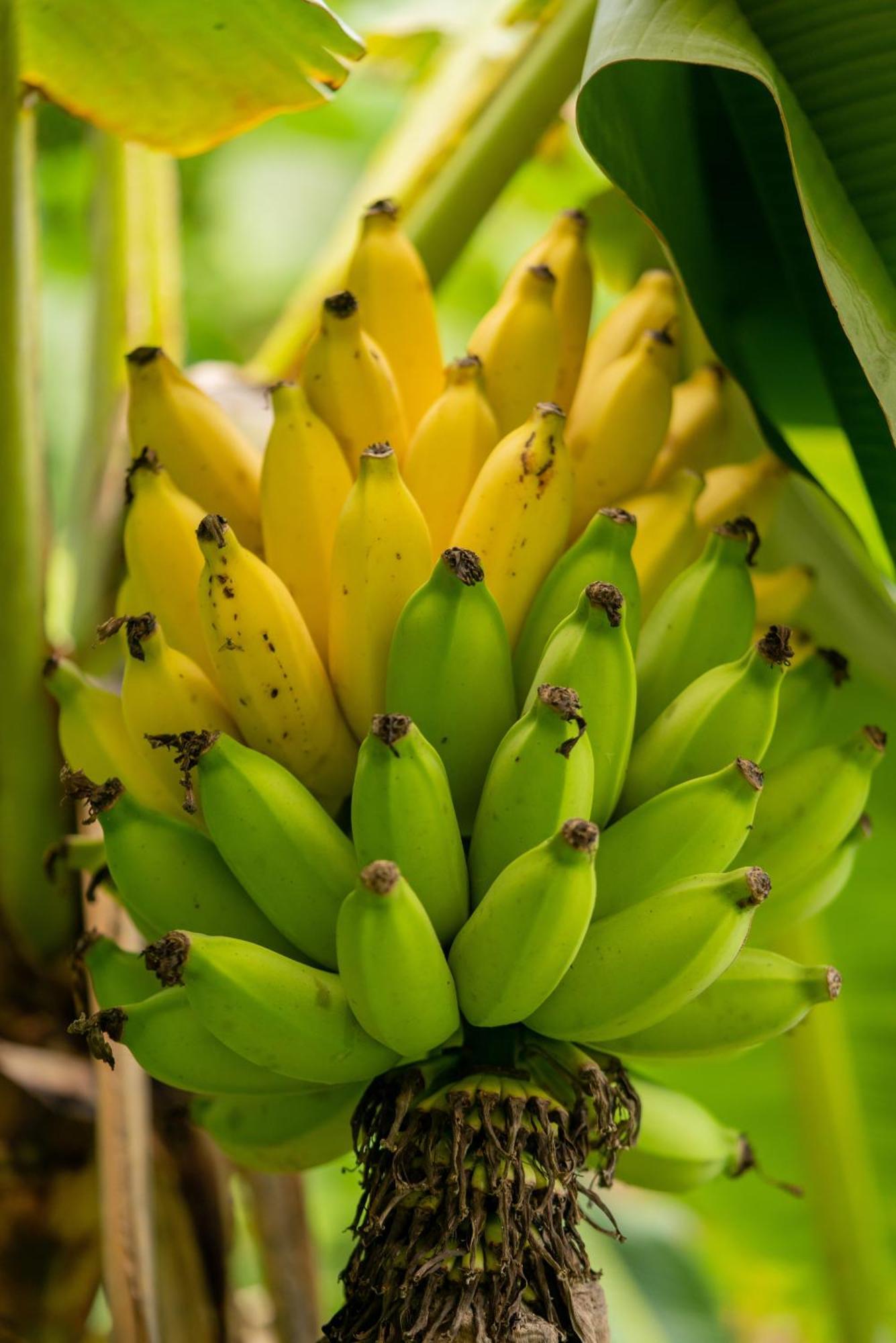 Jungle Haven Ocean Front Eco Villa On Fruit Farm Pahoa Zewnętrze zdjęcie