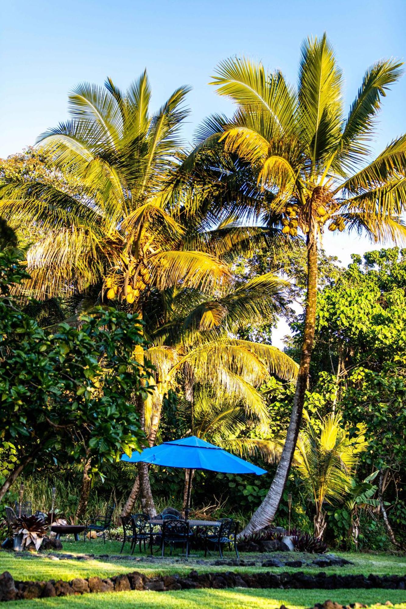 Jungle Haven Ocean Front Eco Villa On Fruit Farm Pahoa Zewnętrze zdjęcie