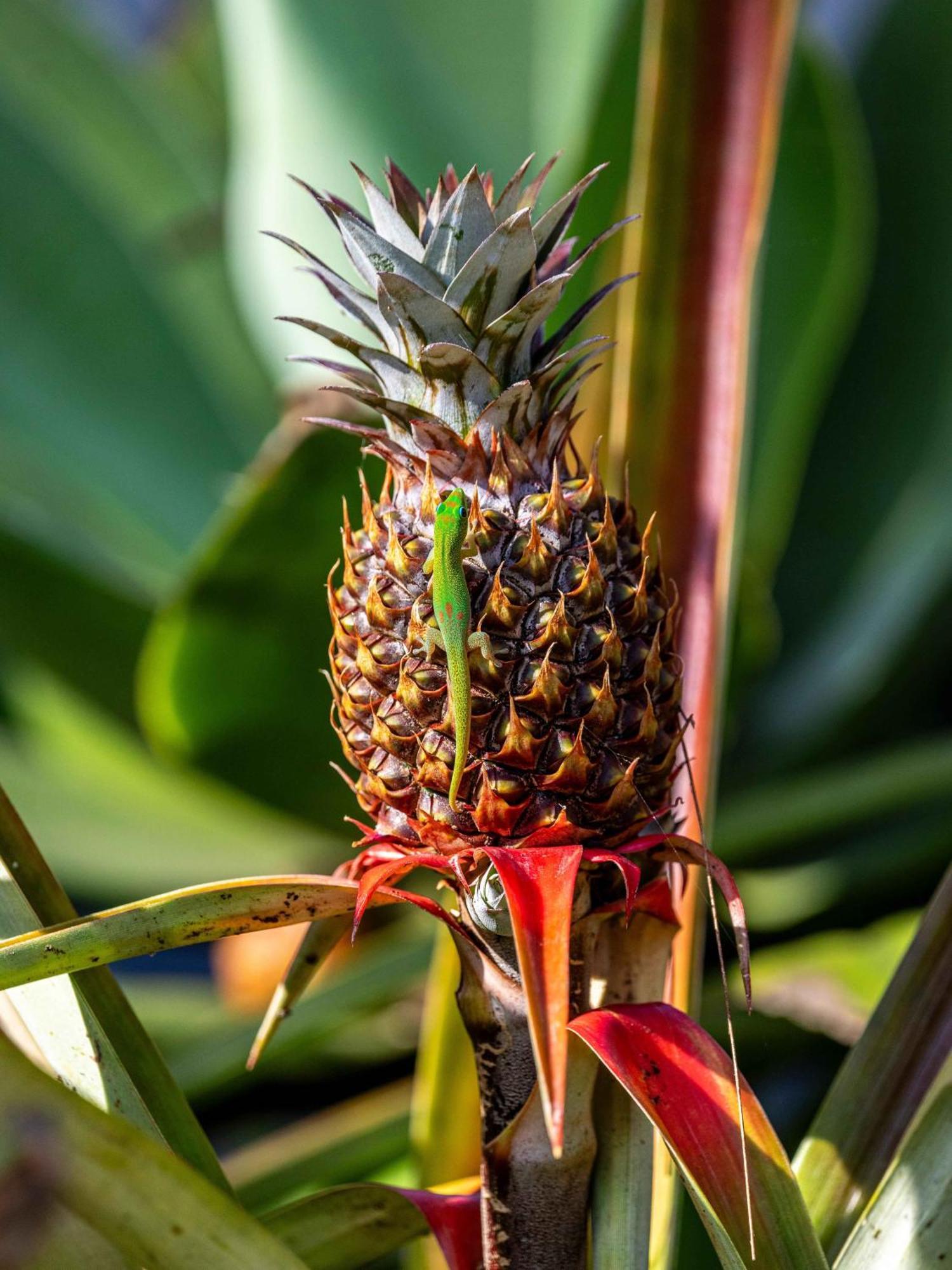Jungle Haven Ocean Front Eco Villa On Fruit Farm Pahoa Zewnętrze zdjęcie